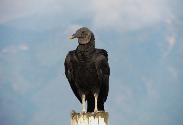 El Metro de la 80 realizará activación pedagógica “Un territorio para todos” sobre las especies de fauna que habitan el corredor del proyecto