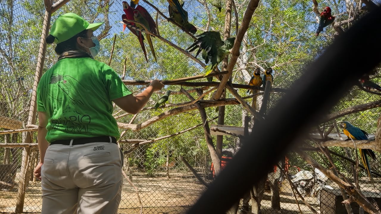 66 animales silvestres del Valle de Aburrá comienzan una nueva etapa en el Aviario Nacional y el Zoológico de Barranquilla.