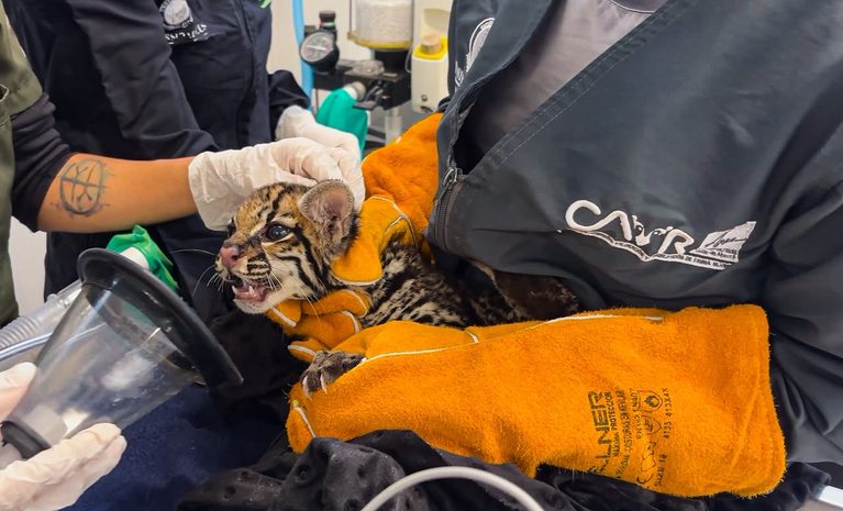 Un ocelote infantil encontrado en una vía de Medellín recibe atención especializada en el CAVR