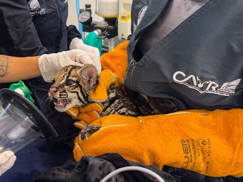 Un ocelote infantil encontrado en una vía de Medellín recibe atención especializada en el CAVR